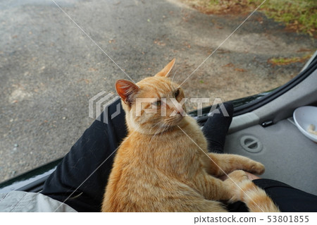 A cat, a stray cat, a tea tiger, a char bo, a male, a couple of people, a sunny, a fine, a June, a leisurely healing A cat, a stray cat, a tea tiger, a char bo, a male, a couple of people, a sunny, a fine, a June, a leisurely healing 53801855