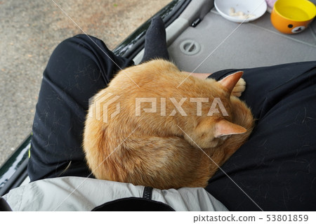 A cat, a stray cat, a tea tiger, a char bo, a male, a couple of people, a sunny, a fine, a June, a leisurely healing A cat, a stray cat, a tea tiger, a char bo, a male, a couple of people, a sunny, a fine, a June, a leisurely healing 53801859