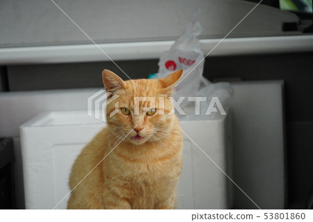 一隻貓,一隻流浪貓,一隻茶老虎,一隻炭火,一隻雄性,一對幾個人,一個陽光明媚,一個美好的,一個六月,一個悠閒的治療 一隻貓,一隻流浪貓,一隻茶老虎,一隻炭火,一隻雄性,一對幾個人,一個陽光明媚,一個美好的,一個六月,一個悠閒的治療 53801860