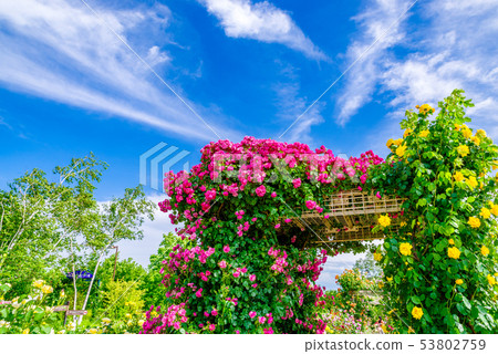 Gunma Flower Park / Barafesta Gunma Flower Park / Barafesta 53802759