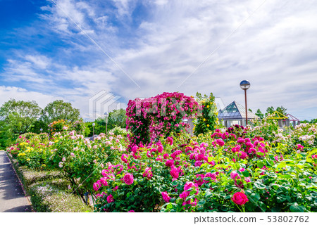 Gunma Flower Park / Barafesta 53802762