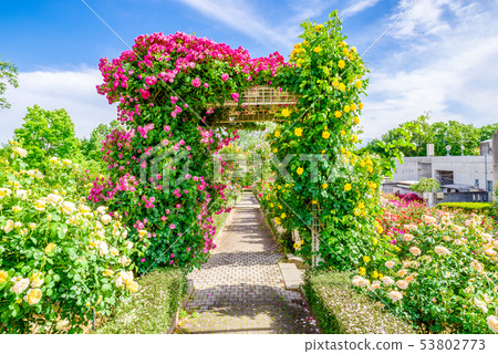 群馬花卉公園/ Barafesta 53802773