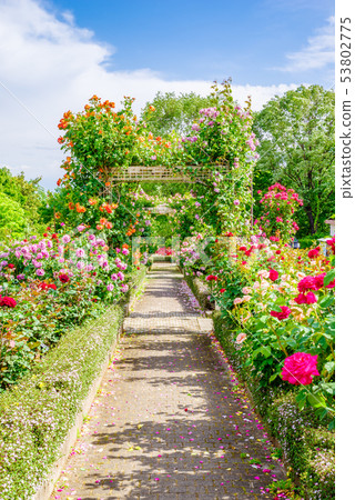 群馬花卉公園/ Barafesta 53802775