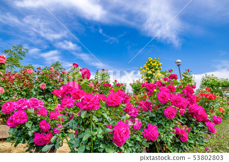 Gunma Flower Park / Barafesta Gunma Flower Park / Barafesta 53802803