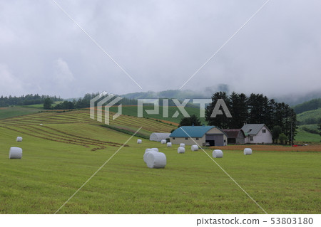北海道富良野地區的田園風光 53803180