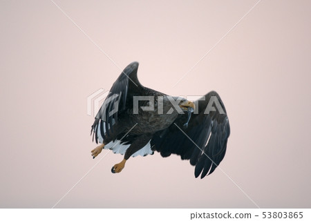 與魚的白被盯梢的老鷹飛行 53803865