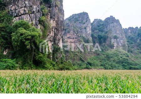 Corn field with a mountain Corn field with a mountain 53804294