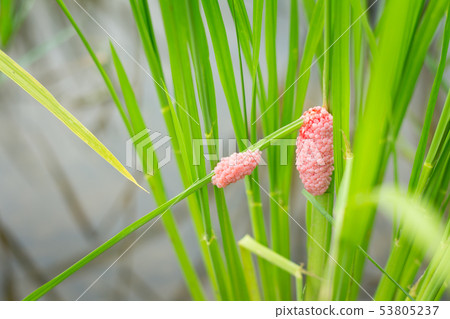 Egg mass of Golden Apple Snail in rice paddy field Egg mass of Golden Apple Snail in rice paddy field 53805237