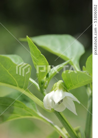 甜椒花(新Ace)01 甜椒花(新Ace)01 53806002