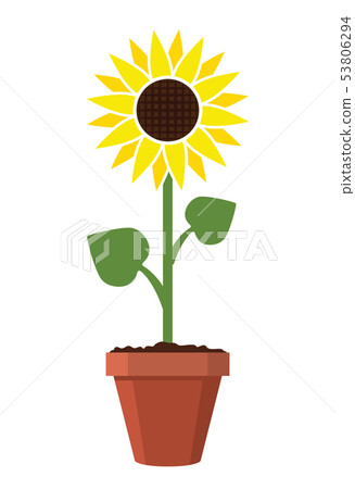 vector sunflower in pot vector sunflower in pot 53806294