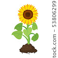 vector  sunflower grow in soil 53806299