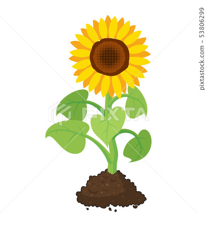vector  sunflower grow in soil 53806299