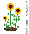 vector sunflowers in soil 53806305