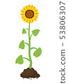 vector  sunflower  in soil 53806307