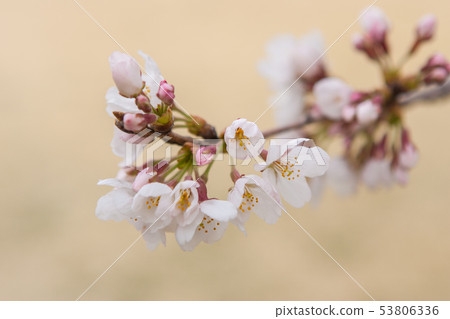 Cherry Blossoms Cherry Blossoms 53806336