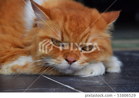 Close up portrait of red ginger domestic cat 53806529