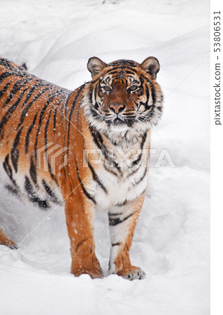 Close up portrait of Siberian tiger in winter snow 53806531