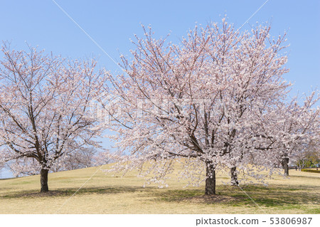 Cherry blossom garden Cherry blossom garden 53806987