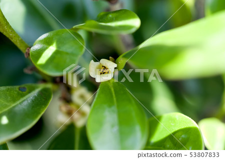 Ryukyu kokuta flower (male flower) 53807833