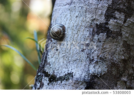 Snail Snail 53808003
