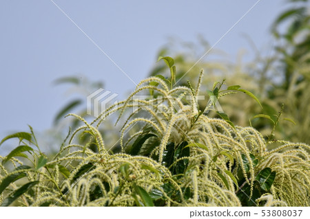 板栗，板栗花，盛開，六月，夏日，陽光明媚，香氣撲鼻 53808037