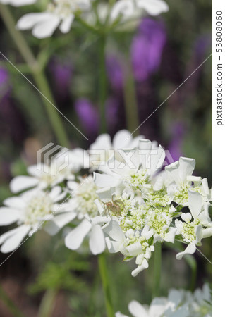 蜘蛛和奧爾雷亞花 53808060