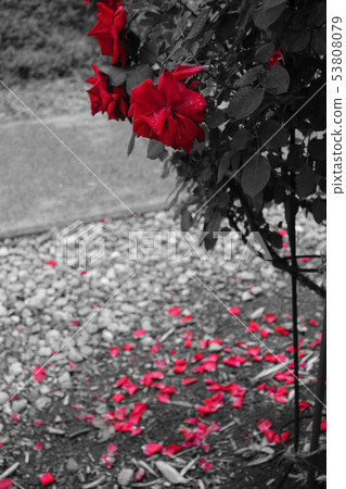 Scattered roses: exploas: part color Nagano prefecture 53808079