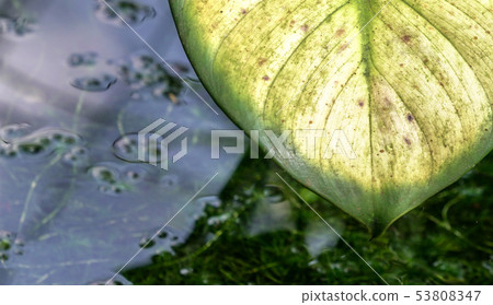Texture of a green leave, in a pond Texture of a green leave, in a pond 53808347