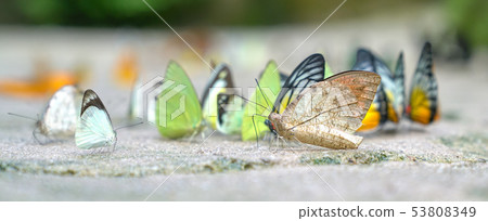 Group of multi colored butterflies Group of multi colored butterflies 53808349