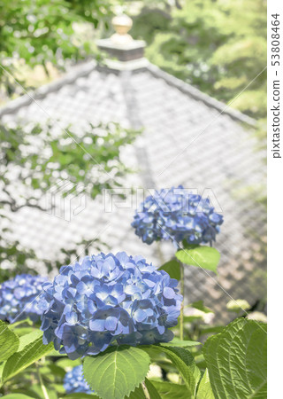 Hydrangea (Kamakura Mayor Valley) of Hase-dera Temple 53808464