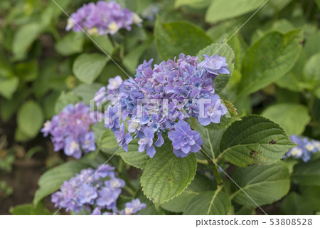 Hydrangea (Kamakura Mayor Valley) of Hase-dera Temple 53808528