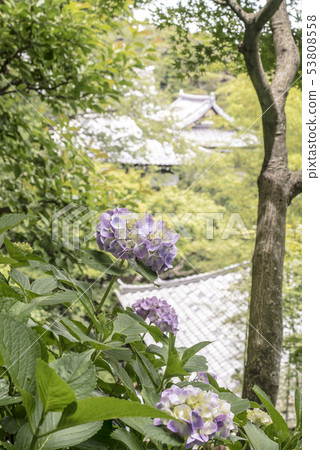 Hase-dera寺的繡球花（鎌倉市長谷） 53808558