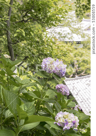 Hydrangea (Kamakura Mayor Valley) of Hase-dera Temple Hydrangea (Kamakura Mayor Valley) of Hase-dera Temple 53808559