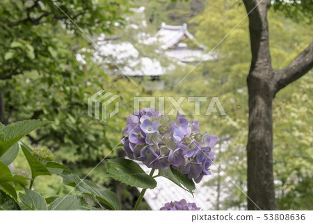 Hydrangea (Kamakura Mayor Valley) of Hase-dera Temple Hydrangea (Kamakura Mayor Valley) of Hase-dera Temple 53808636
