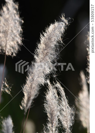 Beautifully shining "Chigaya" Beautifully shining "Chigaya" 53809157