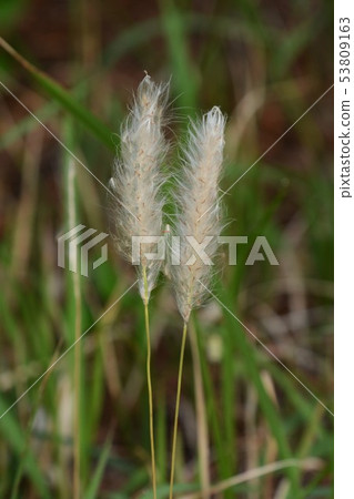 精美閃亮的“Chigaya” 53809163