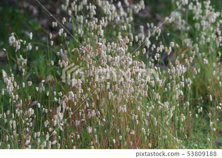 Cobanx (Oryza grass) 53809188