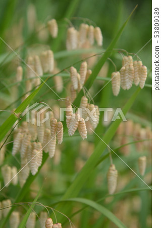 Cobanx (Oryza grass) 53809189