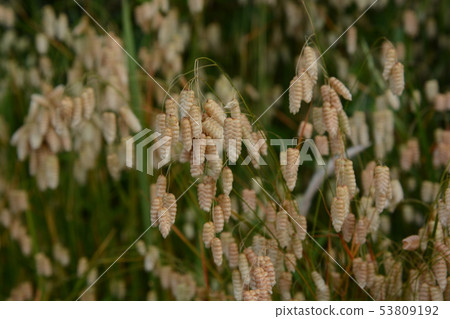 Cobanx (Oryza grass) 53809192