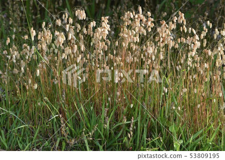 Cobanx (Oryza grass) 53809195