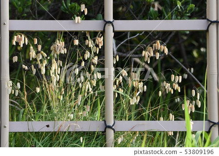 Cobanx(Oryza草) Cobanx(Oryza草) 53809196