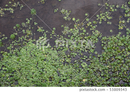 Floating plants / Amazon Tochikagami Floating plants / Amazon Tochikagami 53809343