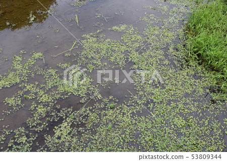 Floating plants / Amazon Tochikagami Floating plants / Amazon Tochikagami 53809344