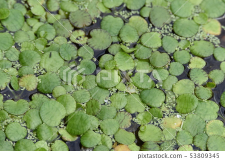 Floating plants / Amazon Tochikagami Floating plants / Amazon Tochikagami 53809345