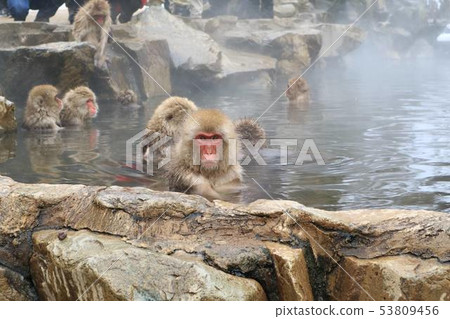 Jigokudani wild monkey park Jigokudani wild monkey park 53809456