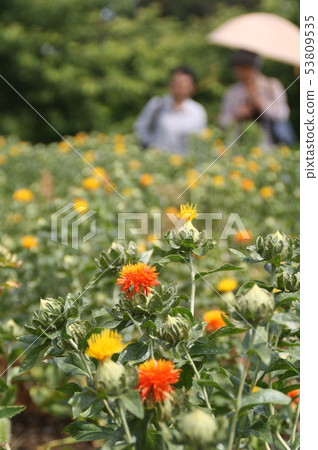 Safflower Safflower 53809535