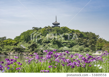 The Flower Garden of Sankeien (Naka Ward, Yokohama City) 53809558