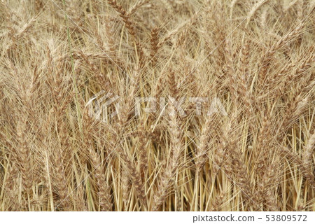 大麥摔倒 53809572