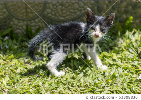 A small cute black and white kitten walking on 53809836