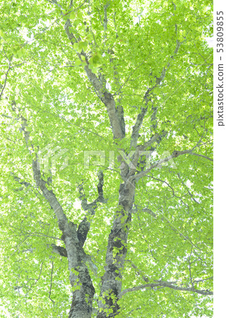 新鮮的綠色山毛櫸森林 53809855